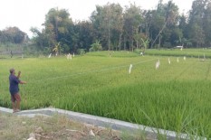 Desember, Petani Kulonprogo Diimbau Tanam Padi