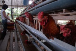Maling Ayam Bangkok Puluhan Juta Rupiah Diringkus Polisi
