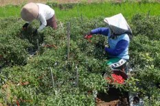 Petani di Panjatan Kulonprogo Bersyukur Harga Cabai Merah Keriting Kian Menarik