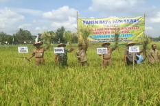 Petani di Kecamatan Ponjong Mulai Panen Raya Padi