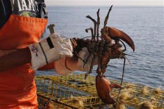 OPINI: Sengkarut Bisnis Lobster