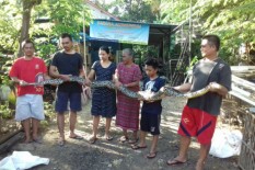 Hendak Memangsa Ayam, Ular Piton Sepanjang 3,5 Meter Berhasil Ditangkap Warga