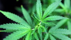 Negara Bagian Illinois AS Legalkan Ganja Rekreasi Mulai Tahun Depan