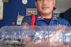 Belasan Anak Ular Kobra Muncul di Permukiman Jakarta Timur