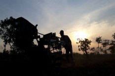 Kejar Target Panen, Masa Tanam Padi Dipercepat