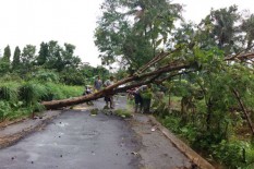 Hujan Angin Landa Sleman, Pohon Bertumbangan di 4 Kecamatan