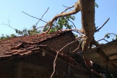 Bantul Dilanda Hujan Sejak Jumat Sore hingga Sabtu Pagi, Puluhan Pohon Tumbang Timpa Rumah 