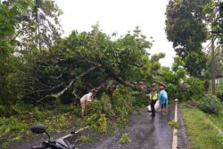 2 Hari, Ratusan Pohon di Seluruh DIY Tumbang Timpa Rumah & Tutup Jalan