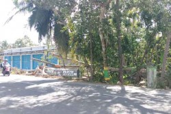 Dari 90 Pohon Tumbang di Kulonprogo, 60 Menimpa Rumah Warga