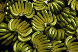 Hasil Riset, Banyak Makan Pisang Baik untuk Jantung