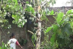Lima Rumah di Bantul Rusak Akibat Hujan dan Angin Kencang Dini Hari