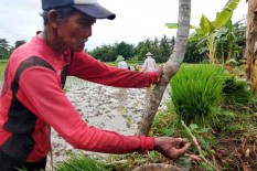 Hama Keong Menyerang Padi di Kulonprogo, Begini Cara Petani Mengatasinya