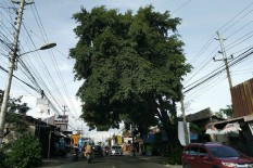 Dua Pekan, DLH Sleman Terima 15 Permintaan Pemangkasan Pohon