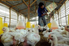 Harga Jagung Naik, Peternak Berpotensi Afkir Dini, Berapa Harga Ayam?