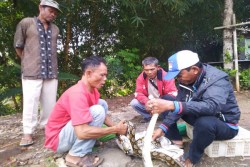 Ada Pasar Ular di Wonogiri, Kobra Besar Ternyata Hanya Rp12.000