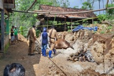 Ternak Mati Mendadak di Gunungkidul Semakin Banyak