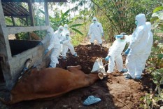 Jangan Konsumsi Hewan Mati, Ini Peringatan Pakar soal Bahaya Antraks di Gunungkidul