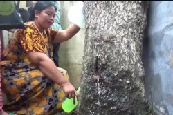 Ada Pohon Akasia Menangis di Jember, Begini Penjelasan Ilmiahnya ...