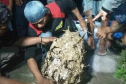 Tragis, Seorang Kakek di Klaten Meninggal Usai Dikeroyok Tawon Endhas