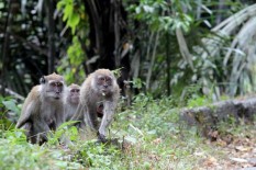 Kawanan Monyet Jarah Tanaman Jagung di Kepek Saptosari Gunungkidul