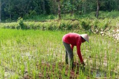 Pertumbuhan Padi Terganggu Hujan yang Menghilang
