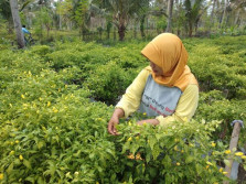 Harga Cabai di Kulonprogo Sudah Mahal Sejak dari Petani