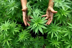Politikus PKS Asal Aceh Usulkan Ekspor Ganja: Ganja Bisa untuk Obat & Tidak Haram