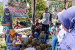 Kalibawang Heboh Durian Tegaskan Eksistensi Kalibawang sebagai Sentra Durian