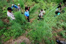 Dapat Teguran Keras Partai, Kader PKS Pengusul Legalisasi Ganja Belakangan Minta Maaf