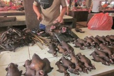 Benarkah Kelelawar Biang Keladi Virus Corona?