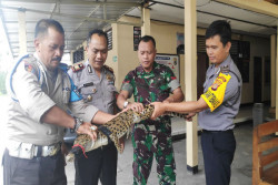 Bajul Sepanjang 1,5 Meter Ditemukan di Pinggir Sungai Progo