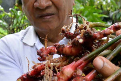 Jahe Merah Bisa Membantu Cegah Penularan Virus Corona