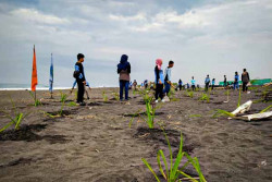Cegah Abrasi, Pelajar Kulonpogo Tanam Ribuan Pandan di Pesisir Pantai