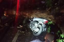 Berhenti di Lampu Merah Sleman, Pasutri Tertimpa Pohon, Bayinya Meninggal