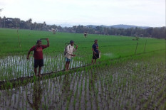 Tanaman Padi Diserang Kresek, Pengendalian Harus Digencarkan