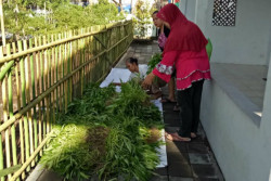 Wow, Warga Tompeyan Panen Sayuran & Dibagikan ke Warga