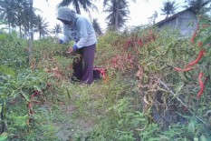 184 KWT Sediakan Sayur Mayur untuk Bantuan Warga Miskin di Kulonprogo