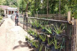  Sukoreno Akan Kembangkan Agrowisata Lidah Buaya