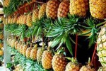 Penderita Diabetes Perlu Hindari 10 Buah Ini