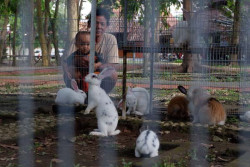 Budidaya Kelinci Tidak Semudah Teori
