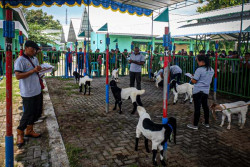 Puluhan Kambing Ettawa Ikut Kontes Ternak di Pengasih