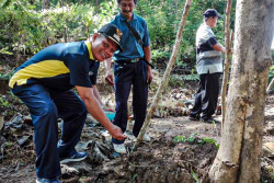 Sudah Langka, Koro Benguk Mulai Ditanam Kembali di Kokap