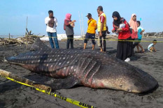 Hiu Paus Mati Terdampar di Pantai Congot, Diduga Hewan yang Muncul Beberapa Hari Terakhir
