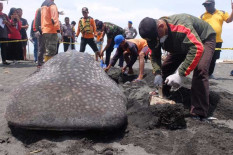 BKSDA DIY Temukan Pasir di Saluran Pencernaan Bangkai Hiu Paus yang Mati Terdampar di Pantai Congot