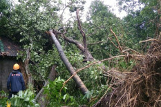 Rumah Terkena Pohon Tumbang, Satu Keluarga di Mlati Sleman Mengungsi