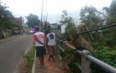 Pohon Tumbang Timpa Kabel Listrik di Berbah