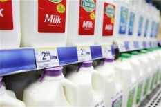 Salut, Abaikan Kerugian, Paguyuban Sapi Perah di Pakem Bagikan Susu Gratis