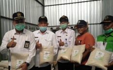 Panen Raya Masih Berlangsung di Sleman, Stok Beras Terus Bertambah