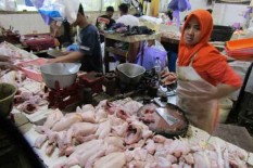 Harga Telur dan Daging Ayam di Jogja Turun