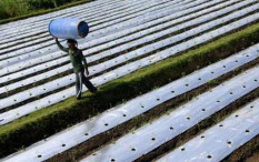 Produktivitas Padi di Kulonprogo Naik Lewat Teknik Kemul Sawah